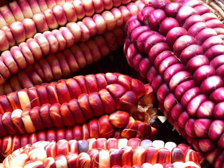 Nông nghiệp thích nghi môi trường khắc nghiệt. Người Hopi nổi tiếng với kỹ thuật trồng ngô ở vùng sa mạc ít mưa. Ảnh: Pinterest.