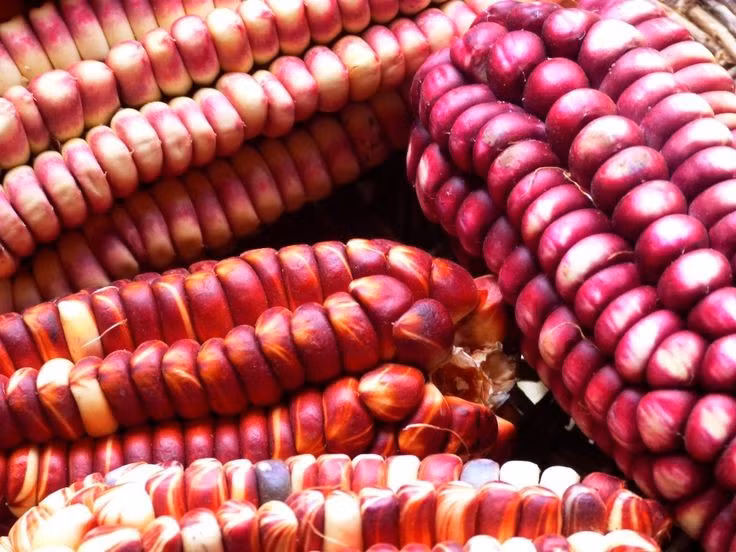 Nông nghiệp thích nghi môi trường khắc nghiệt. Người Hopi nổi tiếng với kỹ thuật trồng ngô ở vùng sa mạc ít mưa. Ảnh: Pinterest.