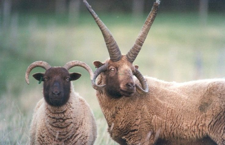 Tập tính kiếm ăn linh hoạt. Chúng có thể ăn nhiều loại thực vật khác nhau, từ cỏ thấp đến cây bụi, giúp sinh tồn ở những vùng đất không màu mỡ. Ảnh: Pinterest.