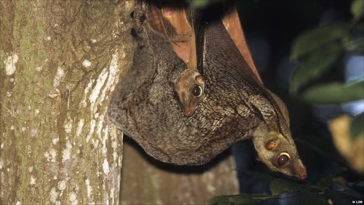 Một trong những động vật lượn giỏi nhất. Chồn bay Philippines có thể lượn hơn 70 mét chỉ trong một lần nhảy, gần như không mất độ cao đáng kể. Nhờ khả năng điều chỉnh màng da và đuôi, chúng có thể đổi hướng khá linh hoạt khi di chuyển giữa các cây trong rừng. Ảnh: Pinterest.