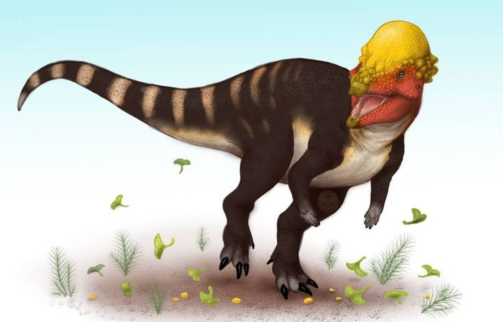 Sống vào cuối kỷ Phấn trắng. Pachycephalosaurus xuất hiện khoảng 70–66 triệu năm trước, ngay trước sự kiện tuyệt chủng hàng loạt do thiên thạch Chicxulub gây ra. Ảnh: Pinterest.