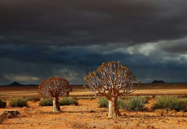 Nguồn nước ẩn dưới lòng đất. Dù bề mặt khô cằn, Kalahari có nhiều tầng nước ngầm, đóng vai trò quan trọng trong việc duy trì sự sống cho cây cối và động vật trong khu vực. Ảnh: Pinterest.