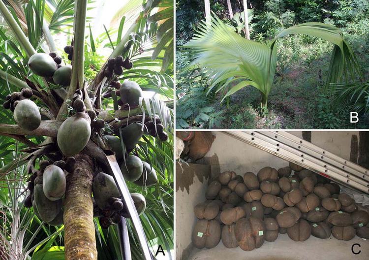 Là biểu tượng sinh thái của Seychelles. Ngày nay, cây dừa biển được bảo vệ nghiêm ngặt để ngăn chặn khai thác trái phép. Ảnh: researchgate.net.