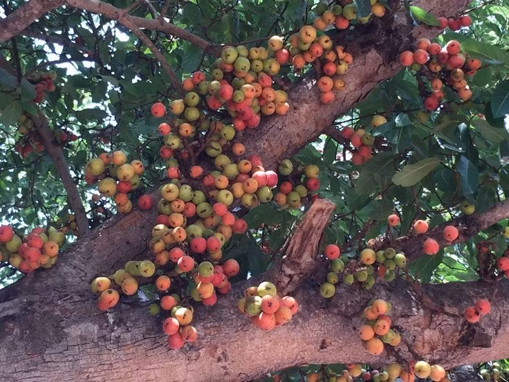 Quan hệ cộng sinh kỳ diệu. Cây sung có mối quan hệ đặc biệt với ong sung – loài côn trùng duy nhất có thể thụ phấn cho hoa sung, tạo nên một hệ sinh thái phụ thuộc lẫn nhau. Ảnh: Pinterest.