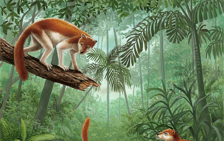 Cấu trúc cơ thể giống sóc. Với thân hình nhỏ bé, bộ lông dày và cái đuôi dài, Plesiadapis có ngoại hình khá giống loài sóc hiện đại. Ảnh: googleusercontent.com.