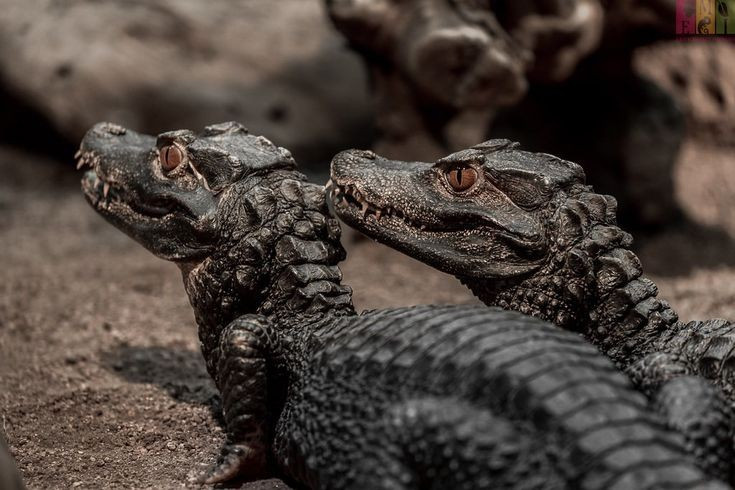 Loài cá sấu nhỏ nhất hành tinh. Cá sấu lùn xạ hương (Paleosuchus palpebrosus) chỉ dài khoảng 1,2–1,5 mét khi trưởng thành, nặng trung bình 6–7 kg, nhỏ hơn nhiều so với những “người anh em” khổng lồ như cá sấu sông Nile hay cá sấu nước mặn. Ảnh: Pinterest.