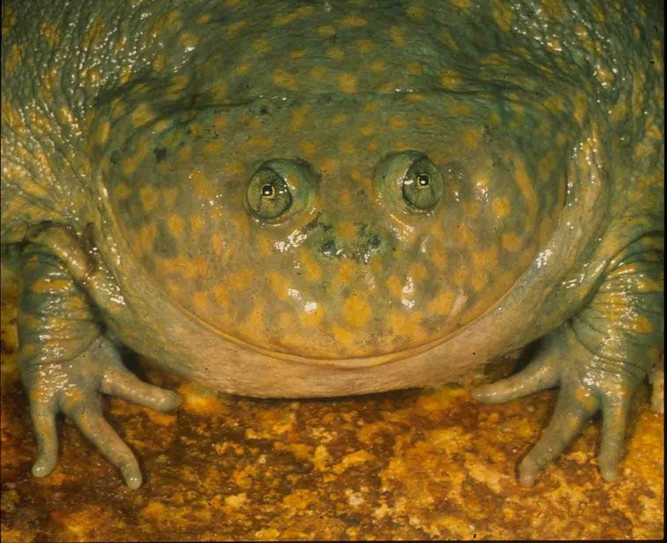 Sinh sản chớp nhoáng theo mùa mưa. Chu kỳ sinh sản của loài này diễn ra rất nhanh, tận dụng tối đa khoảng thời gian ngắn ngủi khi ao hồ xuất hiện. Nòng nọc phát triển với tốc độ đáng kinh ngạc và cũng mang bản tính ăn thịt lẫn nhau, giúp những cá thể khỏe nhất sống sót. Ảnh: Pinterest.