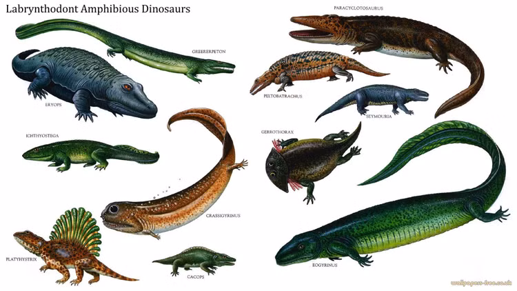 Hình dáng kỳ dị khiến chúng trở thành biểu tượng tiến hóa độc đáo. Gerrothorax là minh chứng cho sự đa dạng thích nghi của sinh vật lưỡng cư cổ đại trong môi trường nước ngọt. Ảnh: Pinterest.