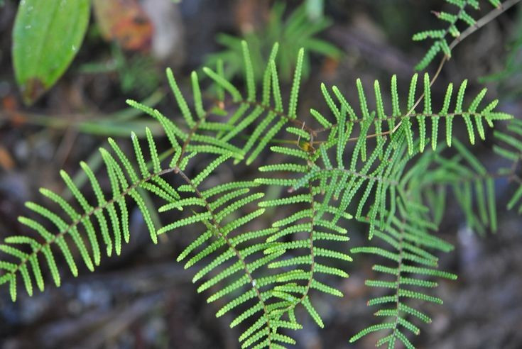 Không sinh sản bằng hạt như cây có hoa. Khác với phần lớn thực vật quen thuộc, dương xỉ sinh sản bằng bào tử. Ở mặt dưới lá thường có các cụm túi bào tử gọi là túi nang (sori), khi chín sẽ phát tán bào tử ra môi trường. Chu kỳ sống của chúng gồm hai thế hệ xen kẽ: thể bào tử (lá lớn ta thấy) và thể giao tử nhỏ bé hình tim sống độc lập. Ảnh: Pinterest.