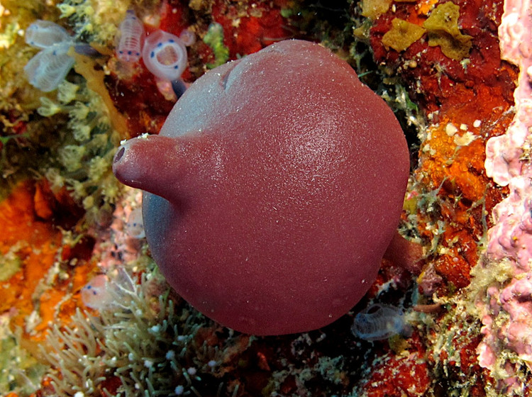 Không có mô và cơ quan thật sự. Dù là động vật, hải miên không có tim, não hay hệ thần kinh. Cơ thể chúng chỉ gồm các tập hợp tế bào tương đối đơn giản nhưng vẫn phối hợp hiệu quả để duy trì sự sống trong môi trường biển. Ảnh: Pinterest.