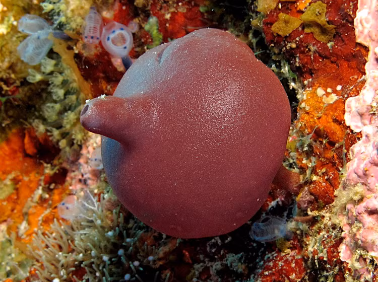 Không có mô và cơ quan thật sự. Dù là động vật, hải miên không có tim, não hay hệ thần kinh. Cơ thể chúng chỉ gồm các tập hợp tế bào tương đối đơn giản nhưng vẫn phối hợp hiệu quả để duy trì sự sống trong môi trường biển. Ảnh: Pinterest.