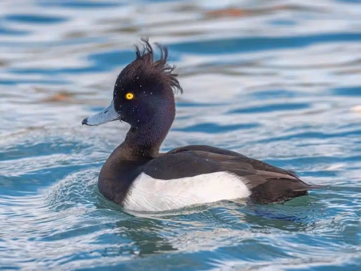 Số lượng toàn cầu tương đối ổn định. Dù chịu áp lực từ ô nhiễm và mất môi trường sống, quần thể vịt mào hiện vẫn được đánh giá ở mức ít quan ngại trong Sách đỏ IUCN. Ảnh: Pinterest.