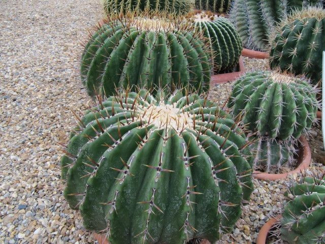 Lá biến thành gai. Để giảm thoát hơi nước trong môi trường khô hạn, lá xương rồng tiến hóa thành gai nhọn. Gai không chỉ giúp hạn chế mất nước mà còn bảo vệ cây khỏi động vật ăn cỏ. Ảnh: Pinterest.