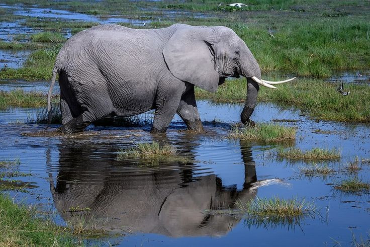 Có hệ thống đầm lầy giữa vùng đất khô hạn. Nước ngầm từ băng tan trên Kilimanjaro tạo nên các đầm lầy xanh tốt, thu hút động vật quanh năm. Ảnh: Pinterest.