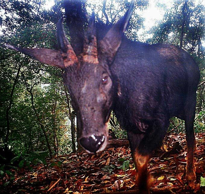 4. Là loài ăn cỏ nhưng rất chọn lọc thức ăn. Sơn dương ăn các loại lá cây, rêu và thảo mộc núi cao, thường di chuyển nhiều để tìm nguồn thức ăn tươi và giàu dinh dưỡng. Ảnh: Pinterest.