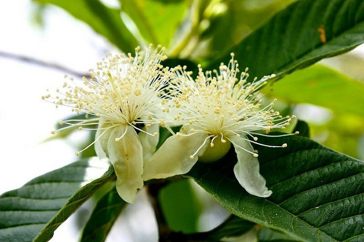 Hoa ổi nhỏ nhưng rất thơm. Hoa của cây ổi có màu trắng, với nhiều nhị dài tỏa ra như chùm sợi mảnh. Dù kích thước khá nhỏ, hoa ổi tỏa hương nhẹ dễ chịu và thu hút nhiều loài côn trùng thụ phấn như ong và bướm. Ảnh: Pinterest.