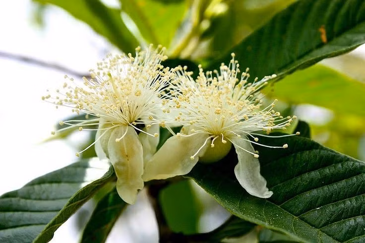 Hoa ổi nhỏ nhưng rất thơm. Hoa của cây ổi có màu trắng, với nhiều nhị dài tỏa ra như chùm sợi mảnh. Dù kích thước khá nhỏ, hoa ổi tỏa hương nhẹ dễ chịu và thu hút nhiều loài côn trùng thụ phấn như ong và bướm. Ảnh: Pinterest.