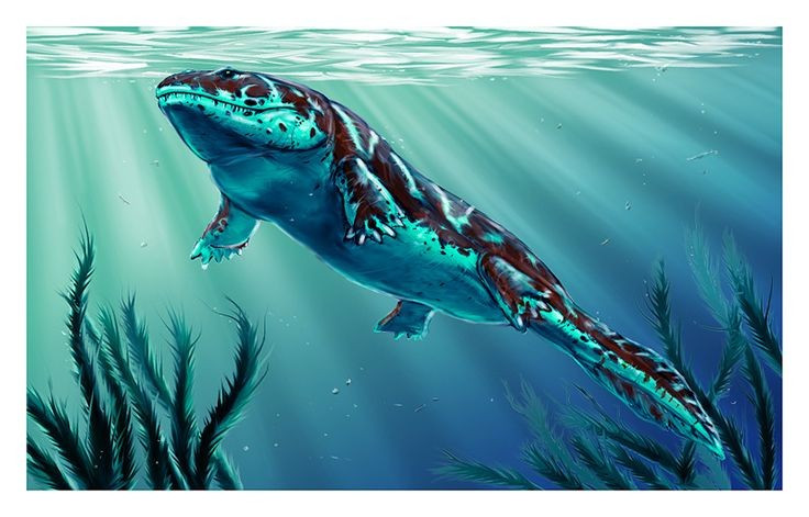 2. Một trong những động vật tứ chi đầu tiên. Đây là một trong những loài động vật bốn chi đầu tiên, đánh dấu sự chuyển tiếp từ cá có vây thùy sang động vật lưỡng cư sơ khai. Ảnh: Pinterest.