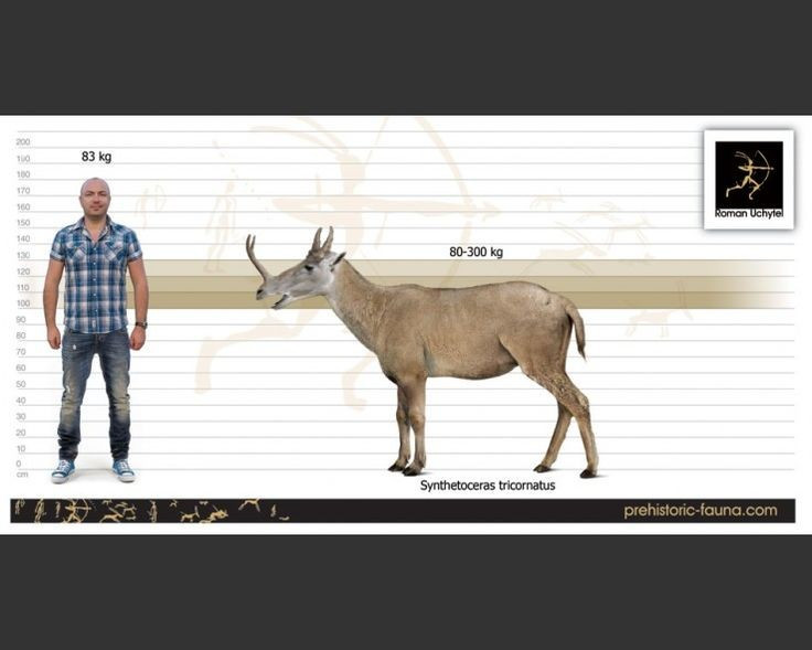Hình dáng cơ thể giống sự kết hợp của nhiều loài. Synthetoceras có thân hình gợi nhớ đến linh dương, cổ ngắn như hươu và đầu mang nét giống lạc đà nguyên thủy. Ảnh: Pinterest.