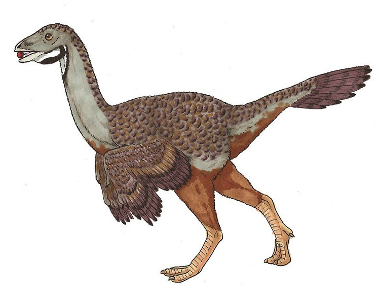 Caudipteryx không thể bay dù có lông. Cánh của chúng quá nhỏ, lông chủ yếu dùng để giữ nhiệt và phô diễn. Ảnh: dinosaurpictures.org.