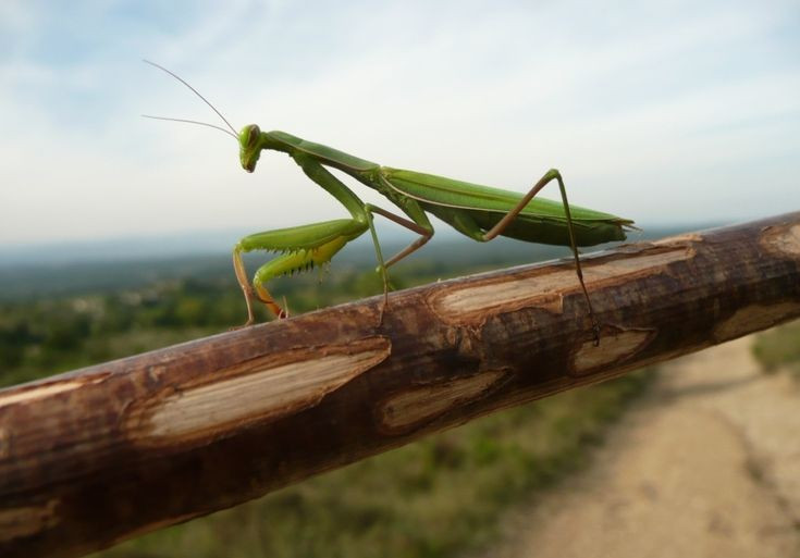 7. Được coi là biểu tượng của sự kiên nhẫn và tĩnh lặng. Trong nhiều nền văn hóa, bọ ngựa tượng trưng cho sự điềm tĩnh, tập trung và chờ đợi đúng thời cơ – phẩm chất phản ánh chính xác cách săn mồi của chúng. Ảnh: Pinterest.