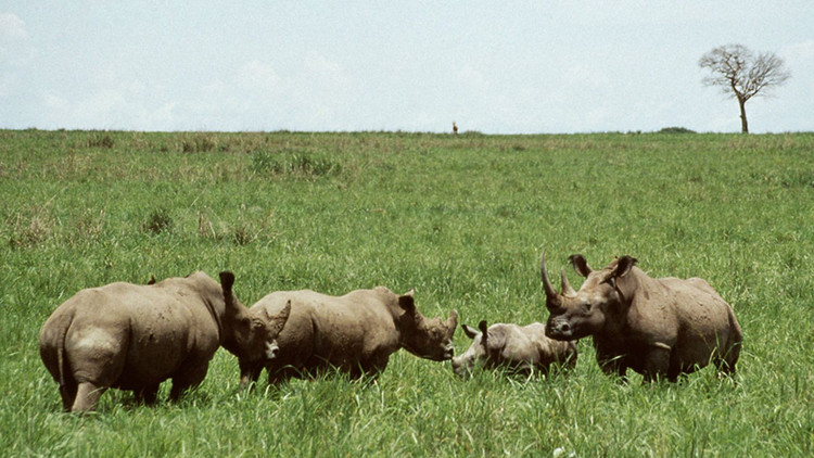 Vườn quốc gia Garamba là biểu tượng của hy vọng bảo tồn. Dù đối mặt nhiều thách thức, Vườn quốc gia Garamba vẫn là “lá phổi xanh” quý giá của châu Phi. Ảnh: bbci.co.uk.