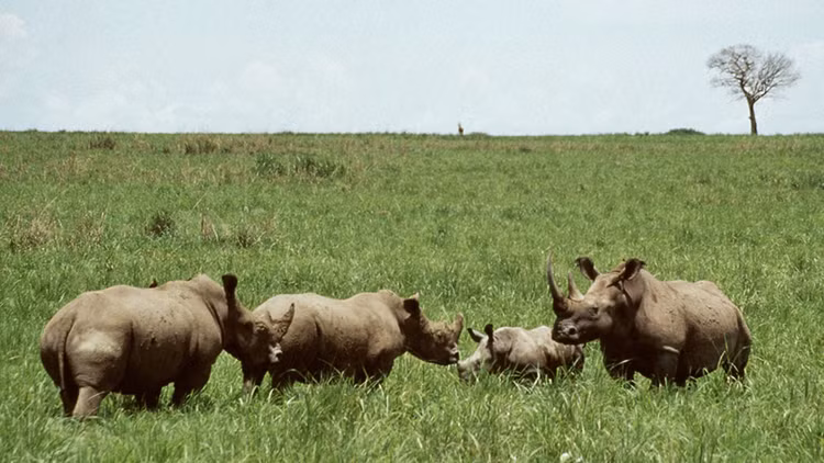 Vườn quốc gia Garamba là biểu tượng của hy vọng bảo tồn. Dù đối mặt nhiều thách thức, Vườn quốc gia Garamba vẫn là “lá phổi xanh” quý giá của châu Phi. Ảnh: bbci.co.uk.