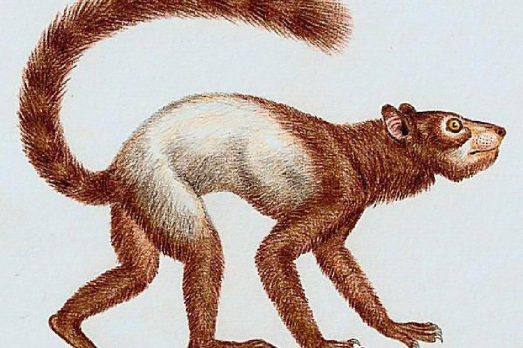 Chế độ ăn đa dạng. Chúng chủ yếu ăn lá, quả, hạt và có thể cả côn trùng, thể hiện sự linh hoạt trong cách khai thác nguồn thức ăn. Ảnh: eferrit.com.