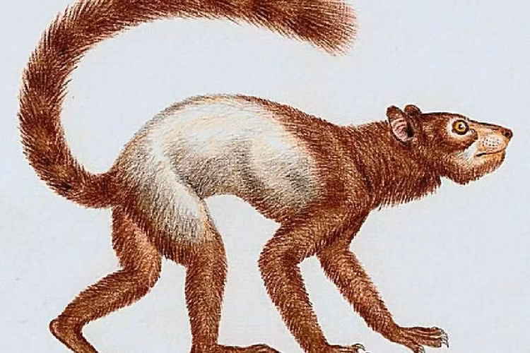 Chế độ ăn đa dạng. Chúng chủ yếu ăn lá, quả, hạt và có thể cả côn trùng, thể hiện sự linh hoạt trong cách khai thác nguồn thức ăn. Ảnh: eferrit.com.