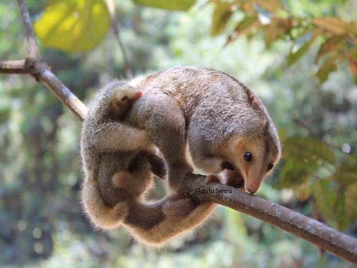 Bộ lông mềm mịn như tơ. Lớp lông dày, mượt và óng ánh giúp Cyclopes didactylus trông giống một món đồ chơi bông, đồng thời đóng vai trò ngụy trang hoàn hảo giữa các cành cây phủ rêu và lá khô trong rừng mưa nhiệt đới. Ảnh: Pinterest.