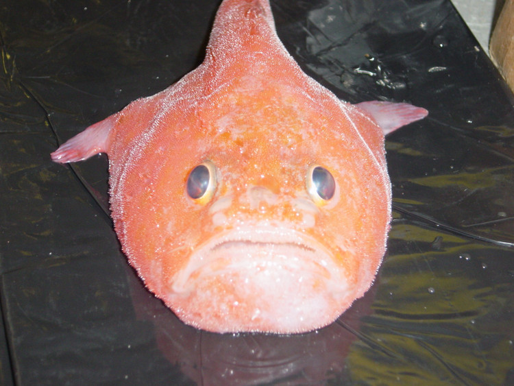 Thợ săn lười biếng nhưng hiệu quả. Thay vì bơi lội liên tục, cá quan tài thường nằm yên chờ con mồi đến gần rồi bất ngờ há miệng nuốt chửng. Chiến thuật “phục kích” này giúp tiết kiệm năng lượng trong môi trường khắc nghiệt. Ảnh: inaturalist.