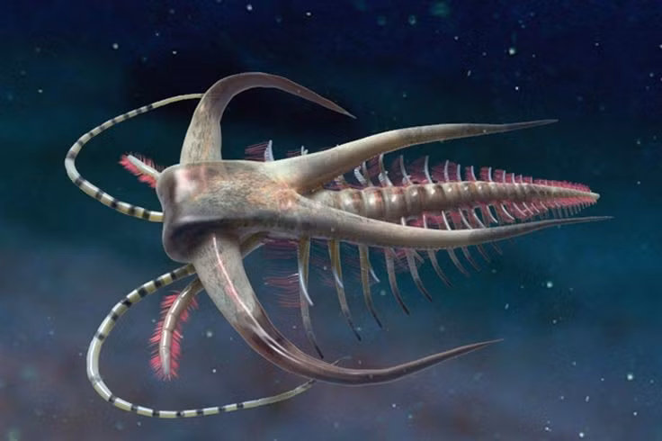 Marrella – hóa thạch phổ biến nhưng khó hiểu. Dù rất phong phú trong trầm tích, Marrella có cấu trúc đầu và phần phụ khác thường, không hoàn toàn giống bất kỳ nhóm động vật hiện đại nào. Ảnh: Pinterest.