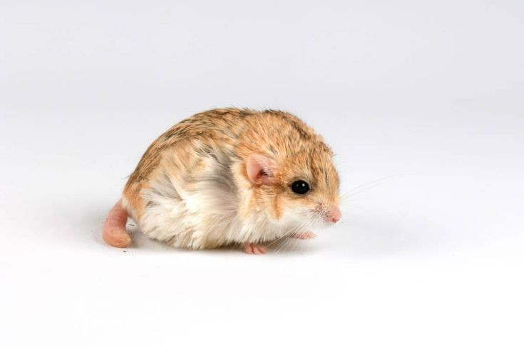 Bản tính khá hiền lành. So với nhiều loài gặm nhấm khác, chúng ít hung hăng hơn. Ảnh: Pinterest.