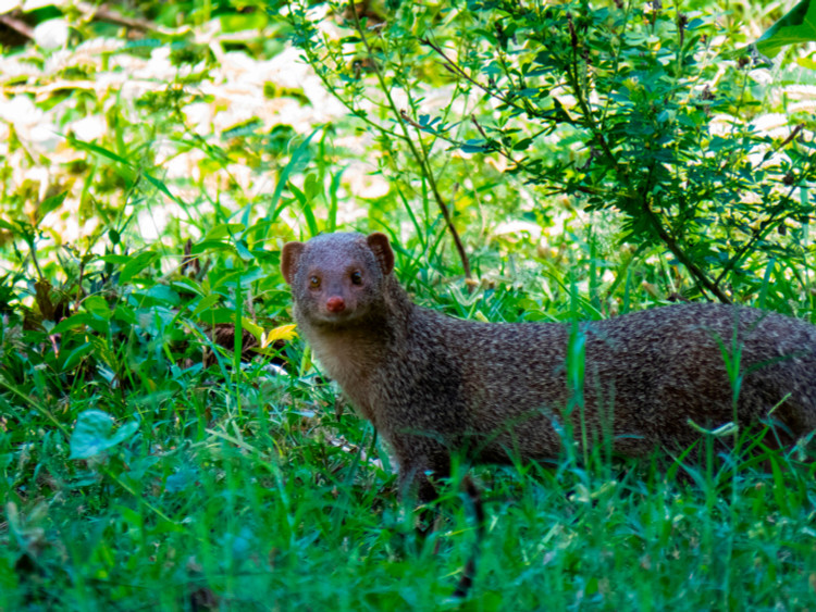 4. Cầy lỏn là loài ăn tạp. Dù nổi tiếng với việc ăn rắn, chúng cũng ăn côn trùng, trứng, chim nhỏ, chuột và trái cây, cho thấy khả năng thích nghi cao. Ảnh: indiabiodiversity.org.