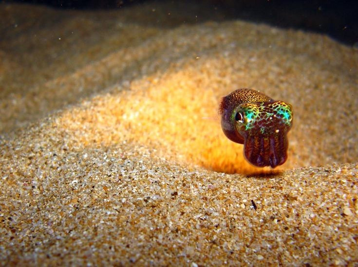 Di chuyển bằng phản lực nước. Dù nhỏ, chúng vẫn có khả năng bắn nước mạnh để thoát hiểm nhanh chóng. Ảnh: Pinterest.