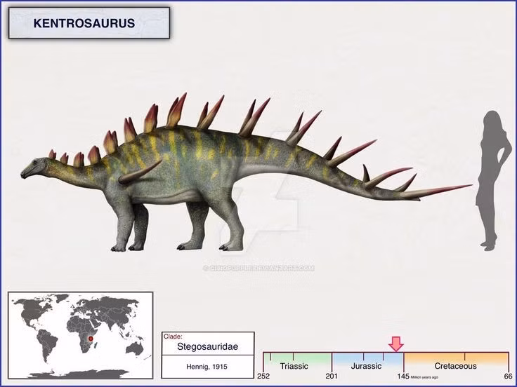 Kích thước nhỏ nhưng không yếu. So với nhiều khủng long ăn cỏ cùng thời, Kentrosaurus khá nhỏ, chỉ dài khoảng 4–5 mét, nhưng lớp giáp gai dày đặc giúp nó trở thành mục tiêu không dễ bị tấn công. Ảnh: Pinterest.