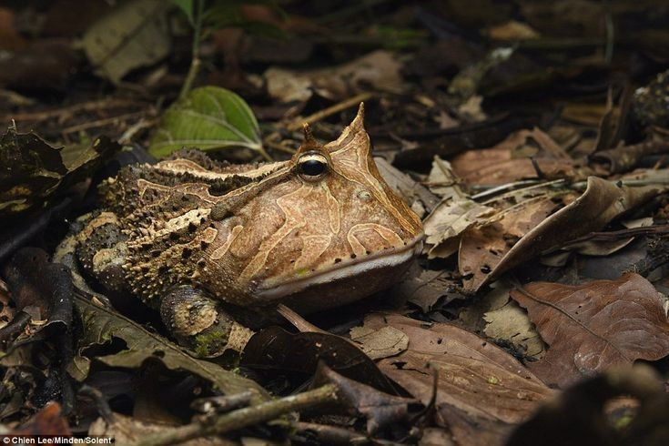 Màu sắc giúp chúng gần như “biến mất”. Cơ thể ếch sừng Surinam thường có màu nâu, vàng hoặc xanh lục pha những hoa văn đậm nhạt. Những họa tiết này giống hệt lá mục và mảnh vụn thực vật trên nền rừng, giúp chúng trở nên gần như vô hình khi nằm phục kích. Ảnh: Pinterest.