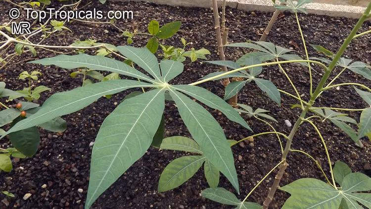 Có thể trồng bằng cành thay vì hạt. Sắn thường được nhân giống bằng cách giâm cành, thay vì gieo hạt. Phương pháp này giúp cây phát triển nhanh và giữ được đặc tính của cây mẹ, đồng thời thuận tiện cho nông dân trong canh tác. Ảnh: toptropicals.com.