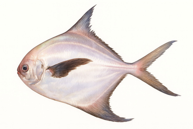 Nhạy cảm với môi trường nước. Sự thay đổi nhiệt độ và chất lượng nước có thể ảnh hưởng lớn đến sự sinh trưởng và phân bố của chúng. Ảnh: ryukoch.b-cdn.net.