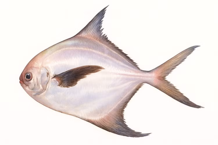 Nhạy cảm với môi trường nước. Sự thay đổi nhiệt độ và chất lượng nước có thể ảnh hưởng lớn đến sự sinh trưởng và phân bố của chúng. Ảnh: ryukoch.b-cdn.net.