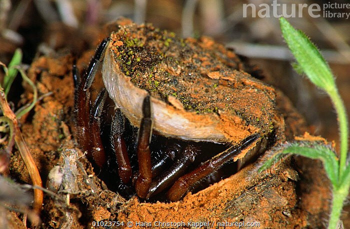 Hang của chúng có dạng ống thẳng đứng ổn định. Cấu trúc hang rất chắc chắn, giúp chúng tránh nắng nóng và kẻ săn mồi. Ảnh: infradoxxs.com.