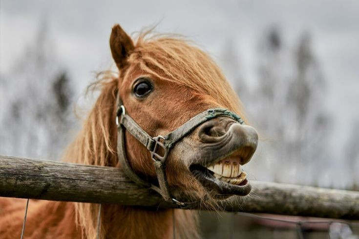 Bằng chứng từ răng và xương ngựa. Các phân tích vi mô trên răng ngựa cổ cho thấy vết mòn bất thường, phù hợp với việc sử dụng hàm thiếc hoặc dây cương, củng cố giả thuyết rằng ngựa đã được con người điều khiển. Ảnh: Pinterest.