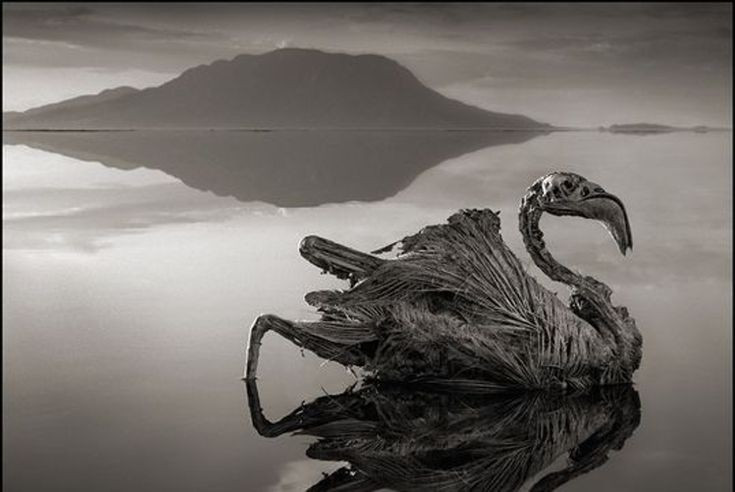 2. Có khả năng "hóa đá" sinh vật. Nước hồ giàu natri cacbonat và các khoáng chất có thể bao phủ xác động vật, khiến chúng cứng lại như tượng đá – một hiện tượng từng khiến nhiều người kinh ngạc. Ảnh: Pinterest.