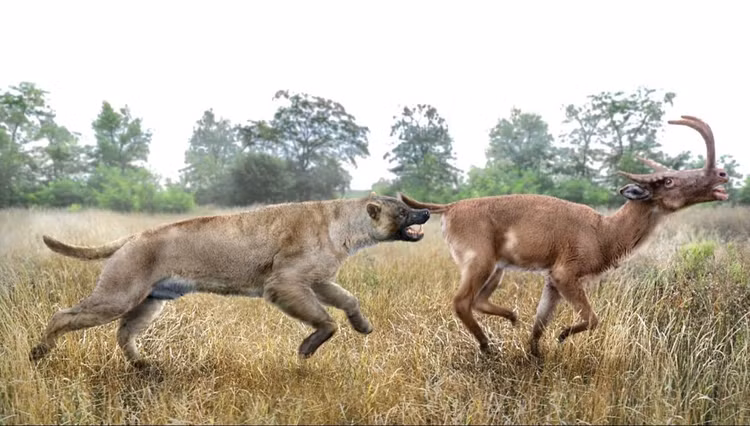 Chỉ ăn thực vật. Răng và cấu trúc hàm cho thấy Synthetoceras ăn lá, chồi non và thực vật thấp trong môi trường bán khô hạn. Ảnh: Pinterest.