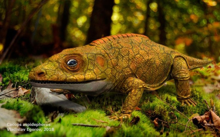 Sống vào kỷ Permi cách đây hơn 270 triệu năm. Loài này xuất hiện từ thời kỳ mà các lục địa gộp lại thành siêu lục địa Pangaea, trước cả khi khủng long xuất hiện. Ảnh: Pinterest.