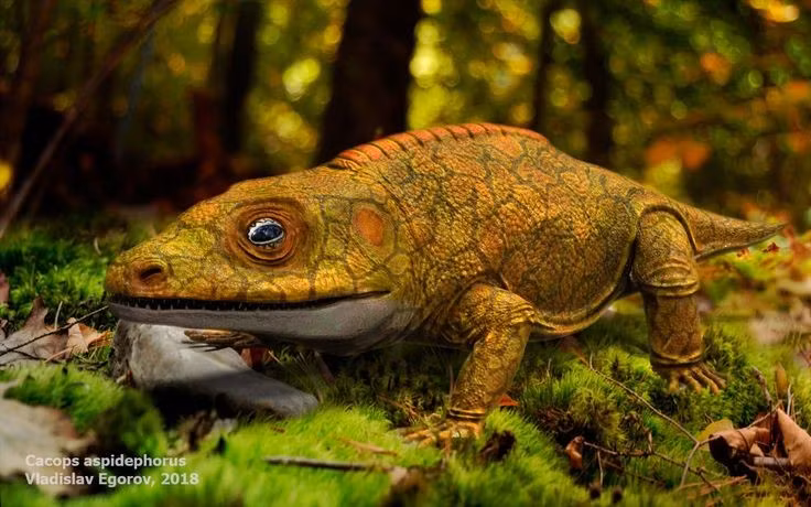 Sống vào kỷ Permi cách đây hơn 270 triệu năm. Loài này xuất hiện từ thời kỳ mà các lục địa gộp lại thành siêu lục địa Pangaea, trước cả khi khủng long xuất hiện. Ảnh: Pinterest.