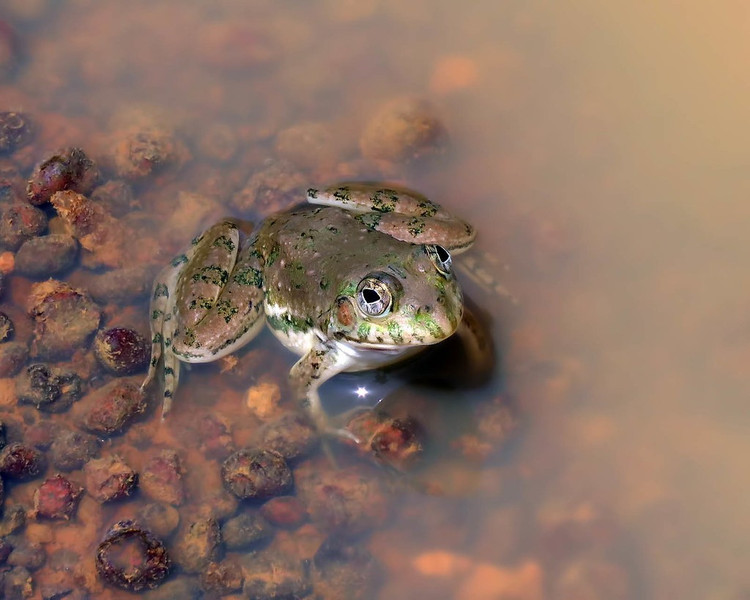 Tiếng kêu vang trong mùa mưa. Vào mùa sinh sản, con đực phát ra những tiếng kêu ngắn và lặp lại để thu hút con cái. Âm thanh thường vang lên nhiều nhất sau các cơn mưa lớn, khi mực nước dâng cao thuận lợi cho việc đẻ trứng. Ảnh: staticflickr.com.