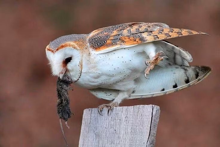 Thức ăn chủ yếu là động vật gặm nhấm. Chuột là nguồn thức ăn chính, khiến cú lợn trở thành “kẻ diệt chuột” tự nhiên rất có lợi cho nông nghiệp. Ảnh: Pinterest.