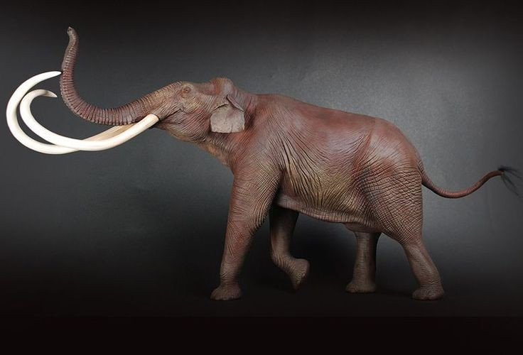 6. Có họ hàng gần với voi hiện đại. Dù đã tuyệt chủng, Stegodon được xem là họ hàng gần của voi châu Á ngày nay, chia sẻ nhiều đặc điểm hình thái. Ảnh: Pinterest.