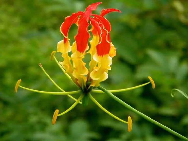 Hoa đổi màu theo thời gian. Ban đầu hoa vàng nhạt, sau đó chuyển dần sang đỏ khi hoa già hơn. Ảnh: Pinterest.